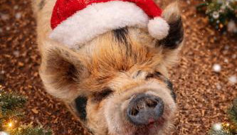 Sugar Brook Retreat - Foto 2