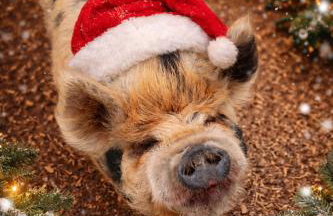 Sugar Brook Retreat - Foto 2