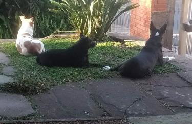 Casa aconchegante em Canela - Foto 22