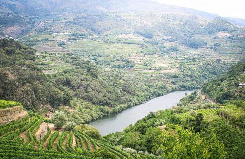 Casa Avós D'Ouro - Barqueiros, Mesão Frio, Douro - Photo 15