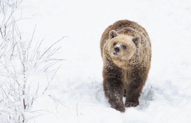 Ranua Resort Arctic Igloos - Foto 26