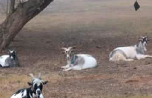 Gerrie's Place at Figment Ranch Foundation Animal Sanctuary near Round Top Texas - Foto 34