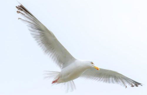 Ty Pren Bach - Foto 30