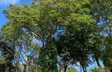 Sitio Recanto Maçussa - Foto 21