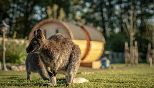 Glamping im beheizten Campingfass auf Leo's Farm - Foto 2