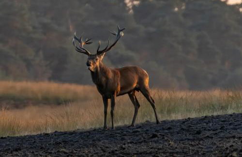 FERIENHAUS FERIENWOHNUNG EIFEL-ARDENNEN BLOCKHAUS Viebighaus - Foto 24