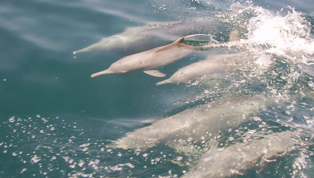 Dolphin Watching Boat Tour - Photo 5