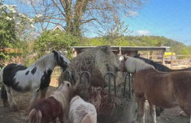 Obst- und Weingut Ingenhof - Foto 3