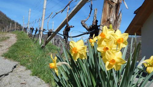 Pignathof Castanea - Foto 2