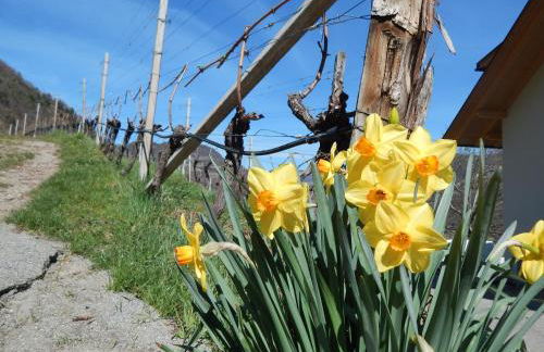 Pignathof Castanea - Foto 2