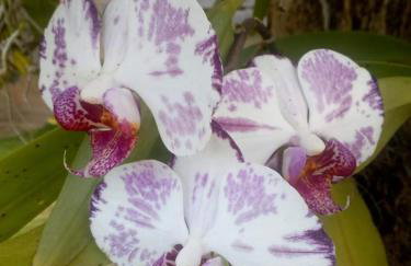 Casa com amplo quintal, churrasqueira e área verde - Foto 14