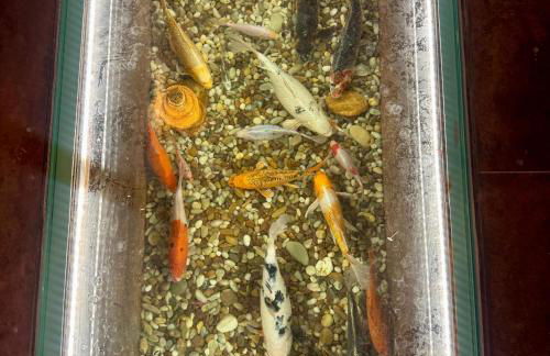 Gardunha Stone - Foto 27