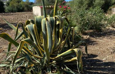 Casale dei mandorli - Foto 6