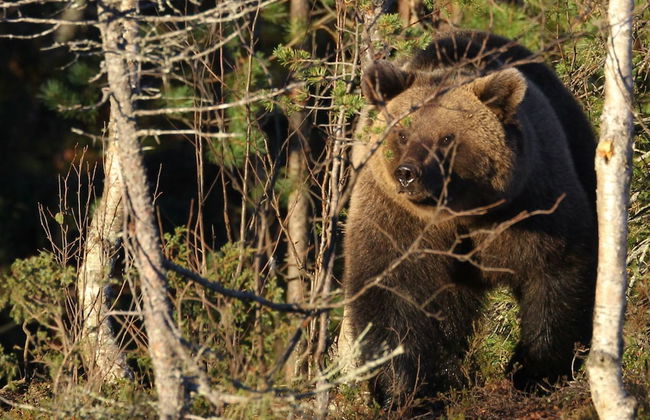 Wilderness chalet Kuusamo - Foto 45