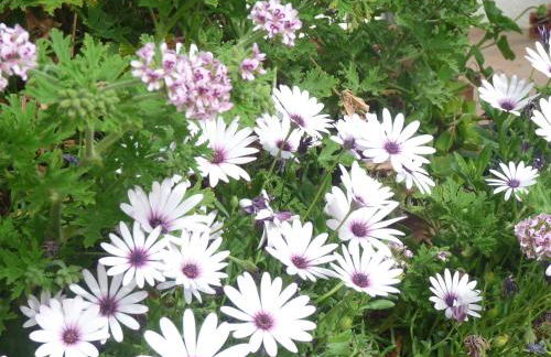 Can Rosich - Foto 49