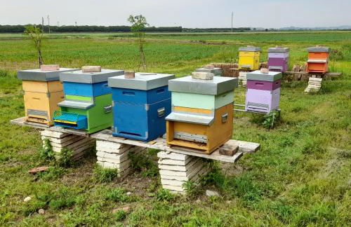 La casa dei nonni - Foto 21