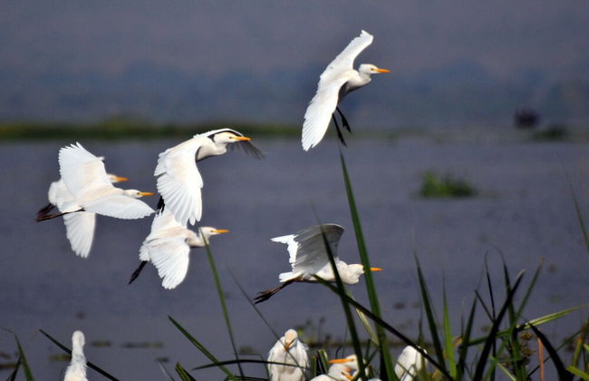 Victoria Lake View Guest House & Safaris - Photo 28