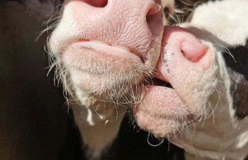 Gast- und Milchhof Franz - Foto 27