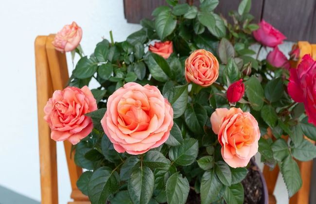 Holzwohnung in St. Johann in Tyrol With Terrace - Foto 17