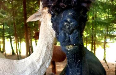 Alpakowy raj - Foto 57