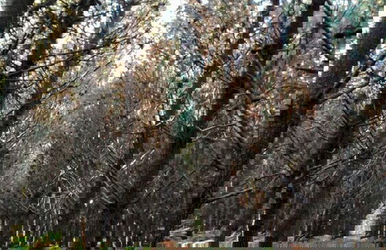 Casa de Verdes - In Cabana de Bergantinos - Photo 123