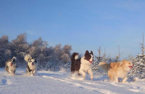 Agroturystyka Wiąz - Wypoczynek blisko z przyrodą i zwierzetami - Foto 17