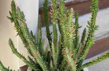 LE RONDINI - Courtyard apartment with balcony & terrace - Foto 24