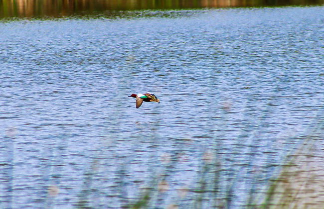 Pantanos de Villa Day Trip - Foto 6