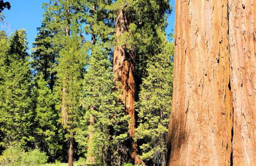 Sequoia Trails, mountains, fun & relax - Foto 48