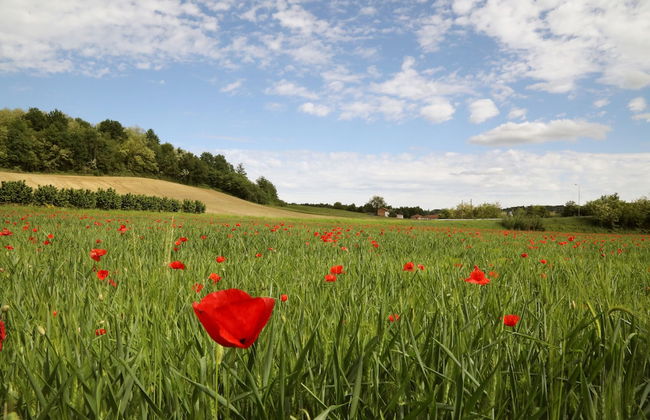 Agriturismo Villa Bordone - Photo 39