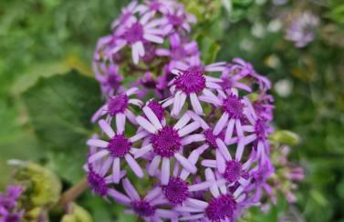 Villa Rita - Photo 59