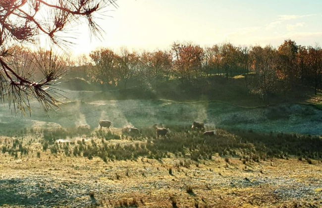 Villa in Domburg Near North Sea Beach - Foto 35