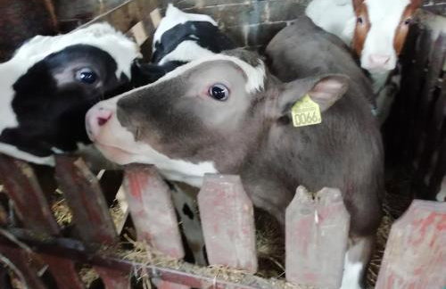 Farma u Irka - Foto 17