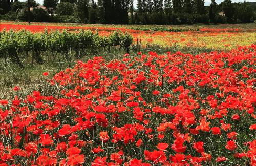 A l Aube du Midi - Foto 51