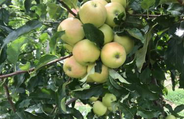 Valtellinda - Foto 59