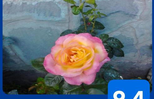 L'Erbetta fra le Cinque Terre e la Val di Vara - Photo 54