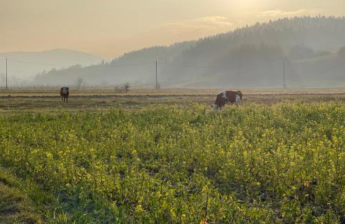 U Ewy pod Brzozami - Foto 37