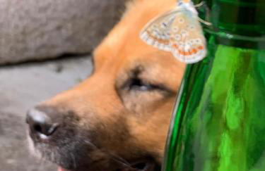 Somiedoeco - Foto 19