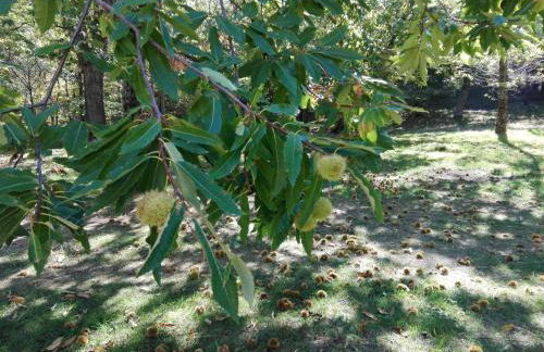 HOME L'UPUPA AMIATA - Foto 39