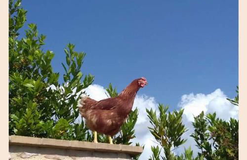 Agriturismo Monte Cologna - Photo 65