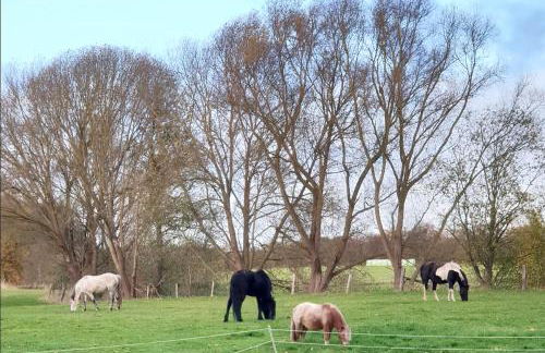 Gästehaus Kibbel - Foto 20