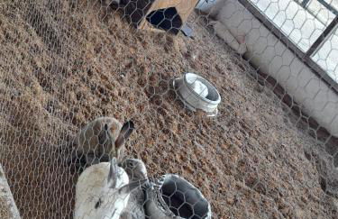 Flat Divina Paz Monte Castelo - Photo 20