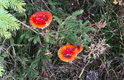 FeWo Schwarzwald von oben - Kniebis - Foto 22