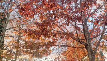 Agriturismo Cocò - Photo 5, Garden, Garden view