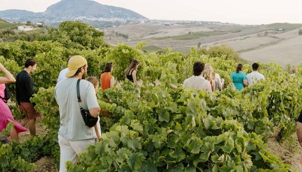 Balade dans les vignobles