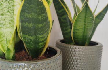 Suite Balnéo Canet - Foto 22