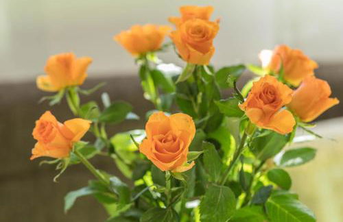 Ferienwohnung Schürer - Foto 3