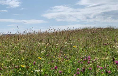 Berneray Otter Cottage - Foto 40
