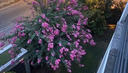 Comfortable apartment - Monza park with garage - Foto 4, Garden