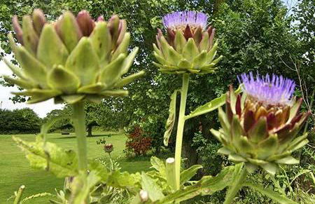 Lescoat-le petit paradis - Foto 12